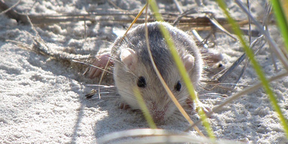 Apache Pocket Mouse hiding in grass