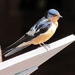 Perched barn swallow.