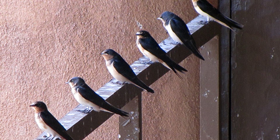 Barn Swallows perched on a railing
