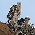 Birds in a nest