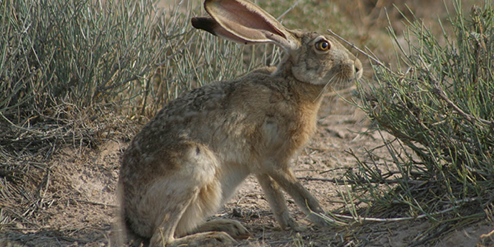 giant jack rabbits