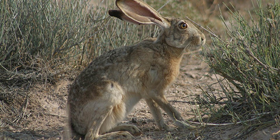 Black-Tailed Jackrabbit in the desert.