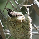 Hummingbird in nest