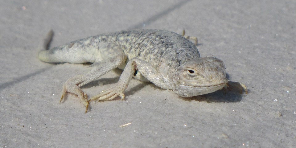 Bleached Earless Lizard White Sands National Park U S National Park Service