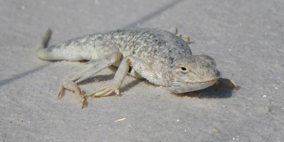 Bleached Earless A white and grey lizard crawls along white sand