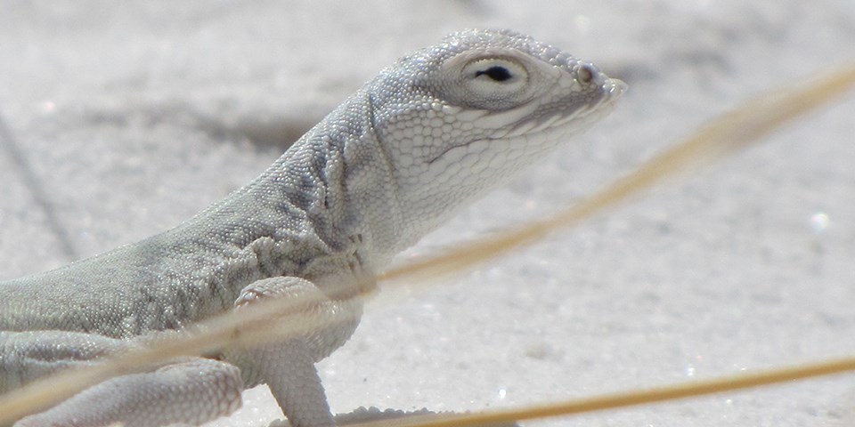 Animals And Plants White Sands National Monument U S