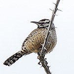 Wren perched on cactus