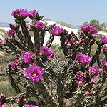 Cactus with pink flowers.