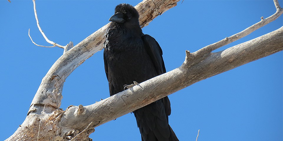 Black bird perched on branch