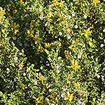 Green Creosote Bush.