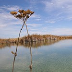 Water in desert.