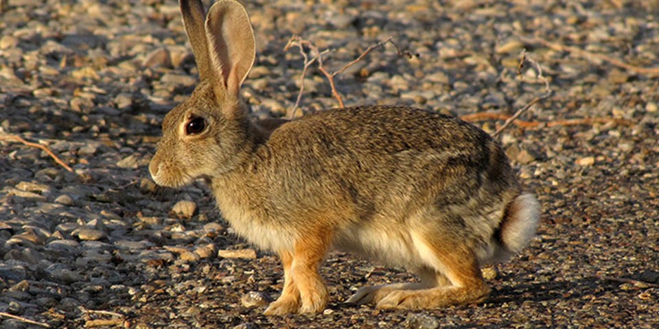 Desert Cottontail - White Sands National Monument (U.S. National Park
