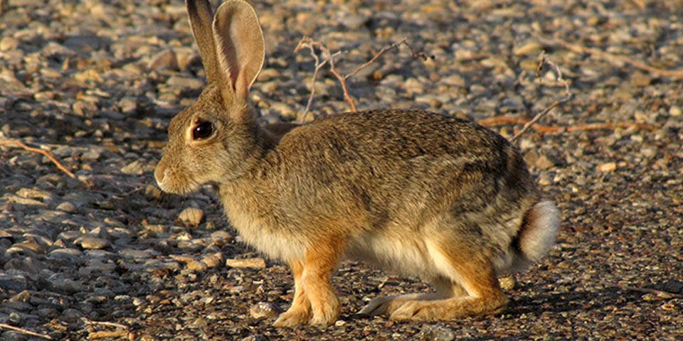 Desert Cottontail in the desert