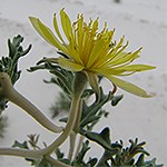 Yellow Flowers.