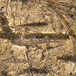 Fish in clear water