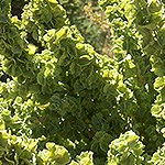 Green leaves on Fourwing Saltbush.