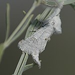 A furry looking moth attached to a plant