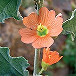 Orange Flowers.