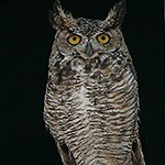 large bird perched with black background