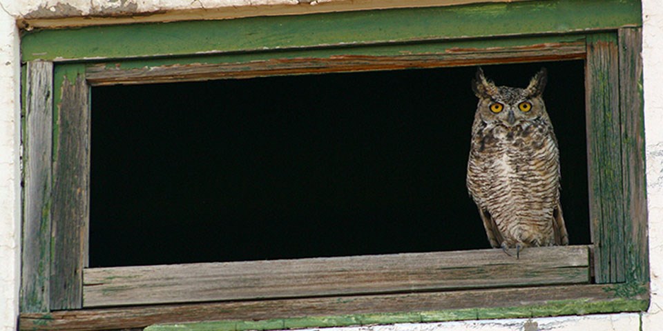 owl perching on an old window rail