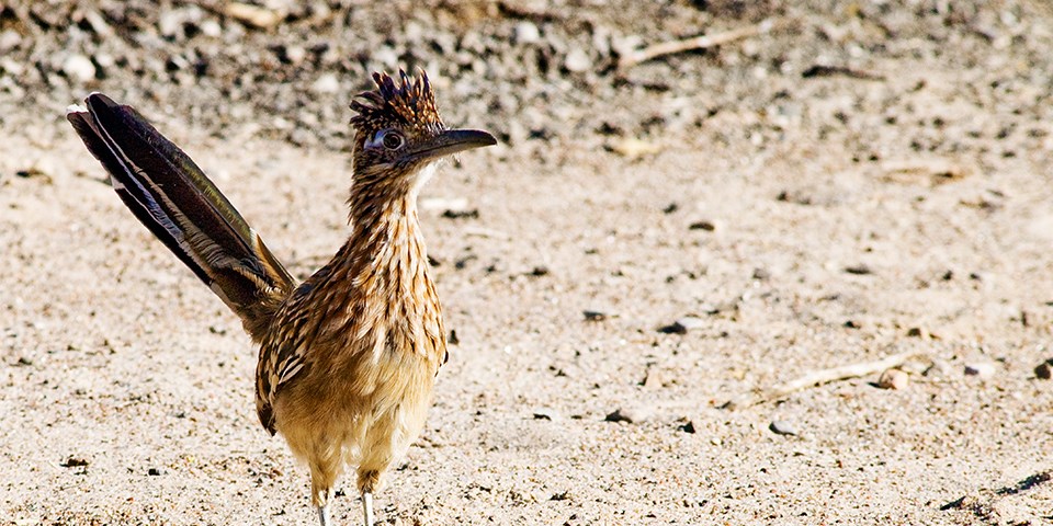 Greater Roadrunner - White Sands National Park (U.S. National Park