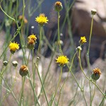 Yellow Flowers.