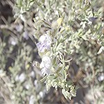 Green Hoary Rosemary Mint plant