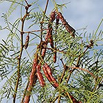 Green Honey Mesquite shrub with brown bean pods