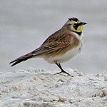 Horned Lark on a rock