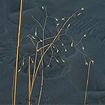 Indian Ricegrass in white sand.