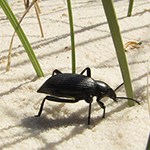 lt= Beetle on the sand