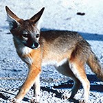 Kit fox on white sand. Kit fox on white sand.