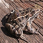 Rio Grande Leopard Frog on a tree.