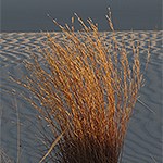 Little Bluestem Grass in white sand.