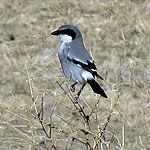 Loggerhead Shrike perched on a shrub