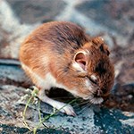 Kangaroo Rat eating grass