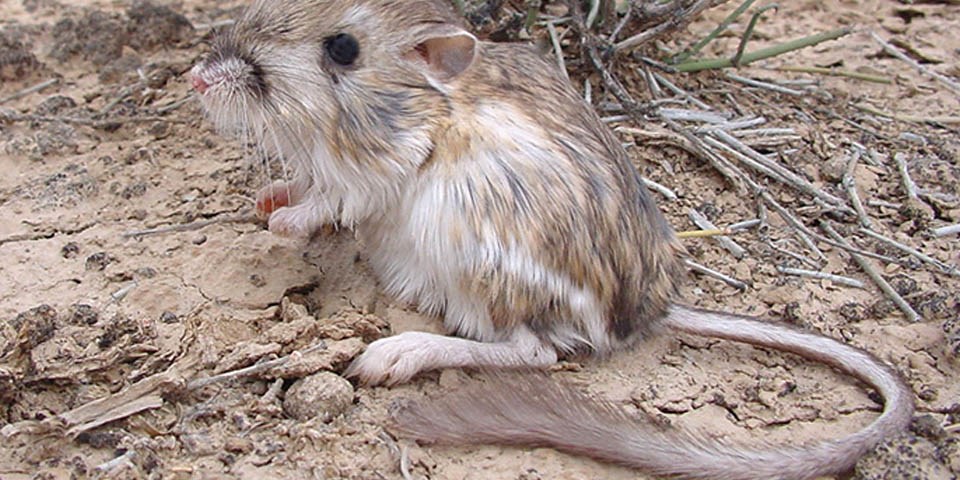 Kangaroo Rats - White Sands National Park (U.S. National Park Service)