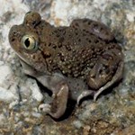 Mexican Spadefoot Toad in the sand.