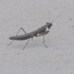 Mantis on white sand