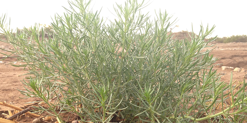 A green plant in brown dirt