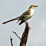 Northern Mockingbird perched on a branch