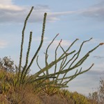 Ocotillo plant in desert.