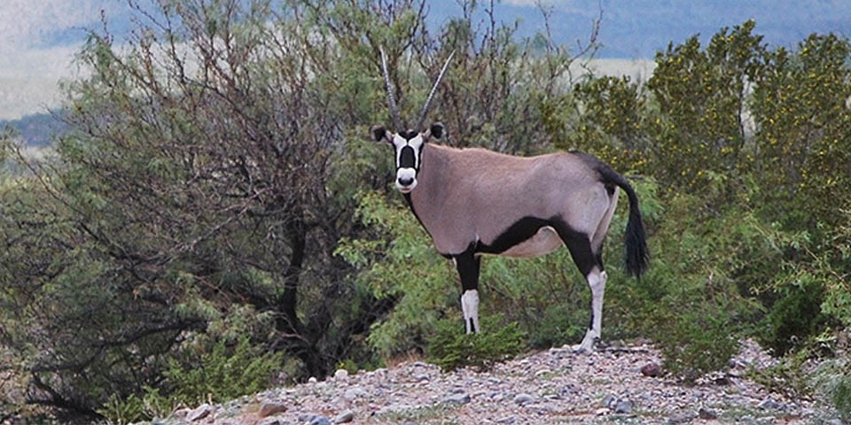 Large tan and black oryx with white and black face and two straight horns