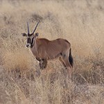 An oryx stands amidst grass