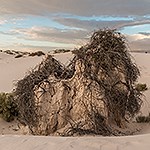 A plants branches on a gypsum sand pedestal