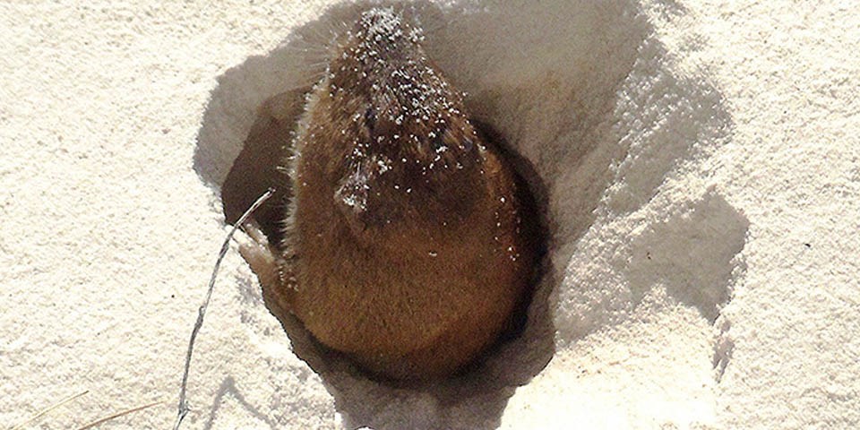 Pocket Gopher emerging from burrow in white sand