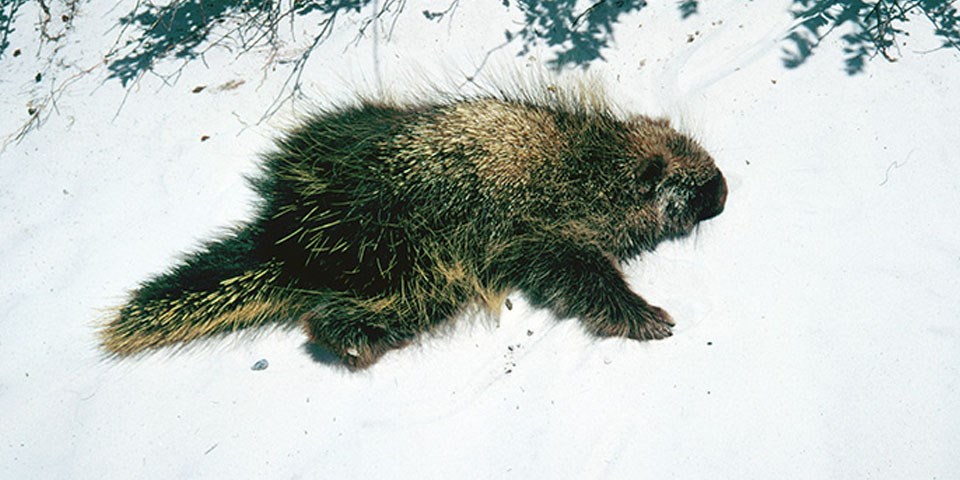 Porcupine walking on white sand