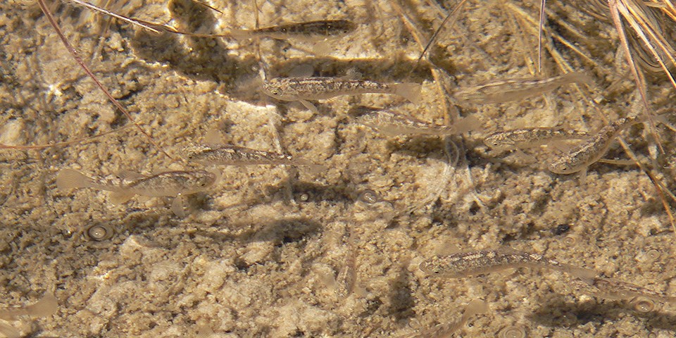 Overhead view of spotted tan fish swimming in water