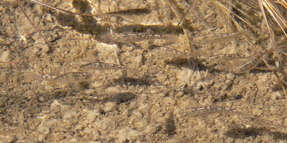 Overhead view of spotted tan fish swimming in water Overhead view of spotted tan fish swimming in water