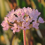 Pink Flowers.